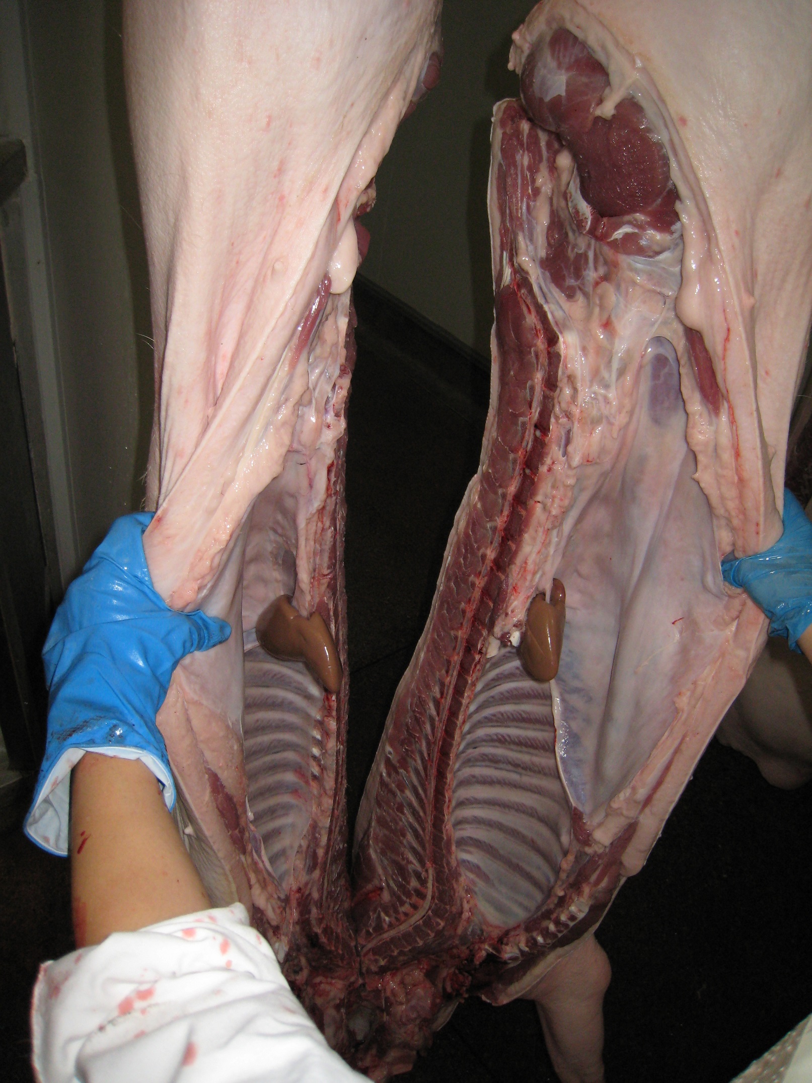 Inspector checking pig carcase at abattoir wearing blue gloves